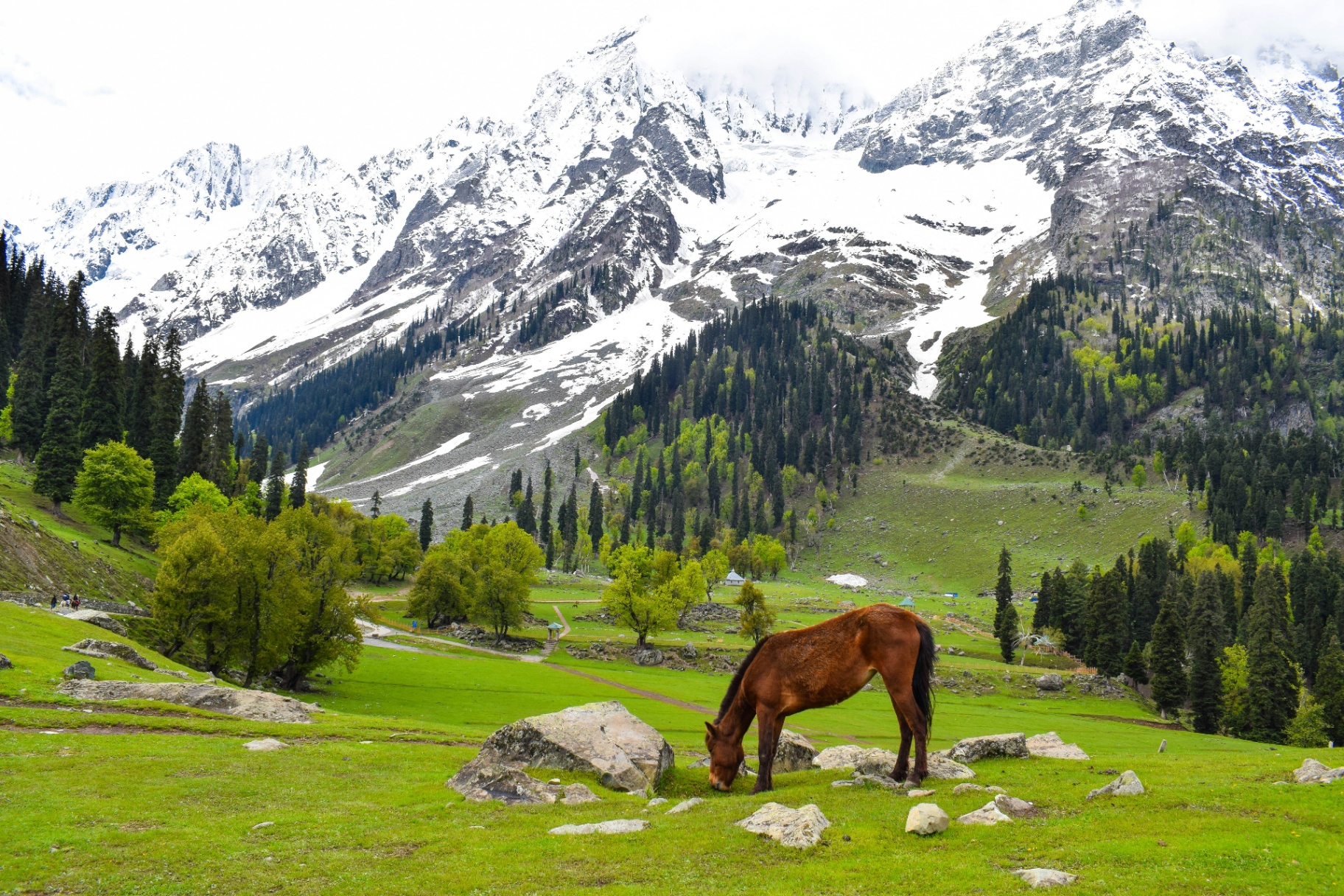 Horse grazing in alpine meadow beneath snow-capped Himalayan peaks, Sonamarg Kashmir
